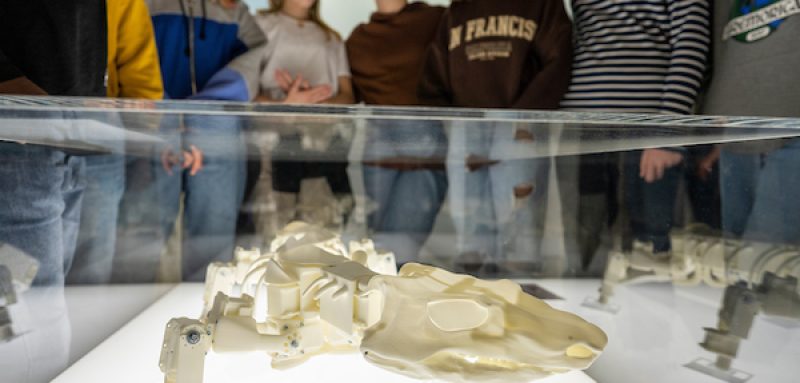 The picture shows the skeleton of a salamander, in which some robots were inspired, in an exhition container, surrounded by people looking at the skelleton.